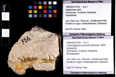 Foto (Objket + Etiketten) von Cracensigillatus acutirostris (Moericke, 1889) 